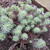 Sedum sediforme