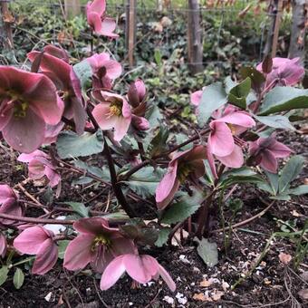 Helleborus x ericsmithii 'Pirouette'