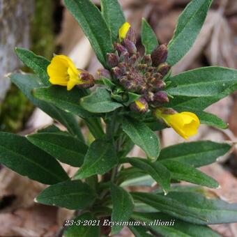 Erysimum x allionii