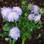 Scabiosa columbaria 'Mariposa Blue' - Duifkruid / Schurftkruid