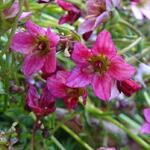 Saxifraga x arendsii 'TOURAN Deep Rose' - Steenbreek