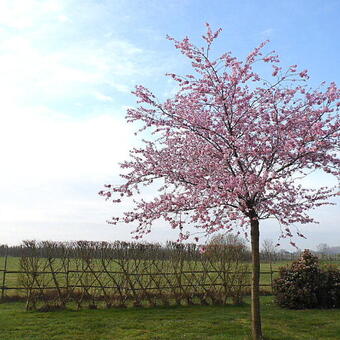 Prunus 'Accolade'