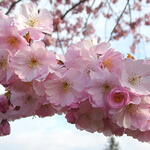 Prunus 'Accolade' - Sierkers