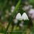 Leucojum aestivum 'Gravetye Giant'