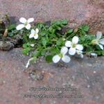 Cardamine corymbosa - Nieuw-Zeelandse veldkers, Eenbloemige veldkers