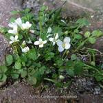 Cardamine corymbosa - Nieuw-Zeelandse veldkers, Eenbloemige veldkers