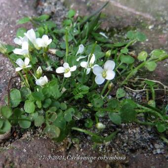 Cardamine corymbosa