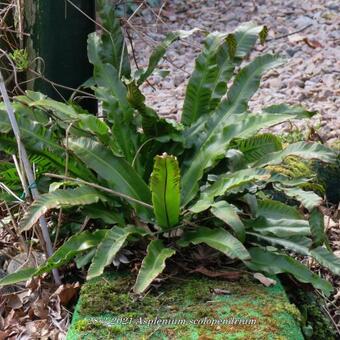 Asplenium scolopendrium