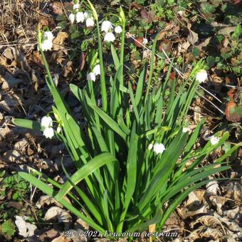 Leucojum aestivum