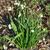 Leucojum aestivum