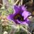 Pulsatilla vulgaris