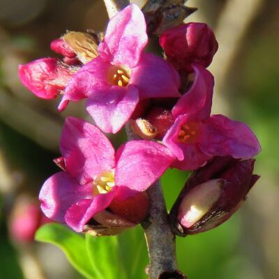 Daphne mezereum 'Rubra' - Peperboompje