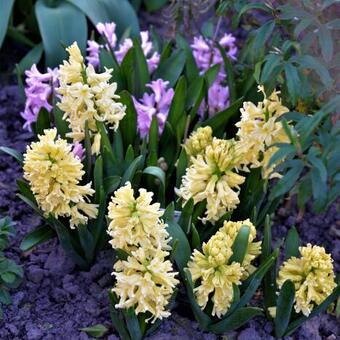 Hyacinthus orientalis 'Yellow Queen'