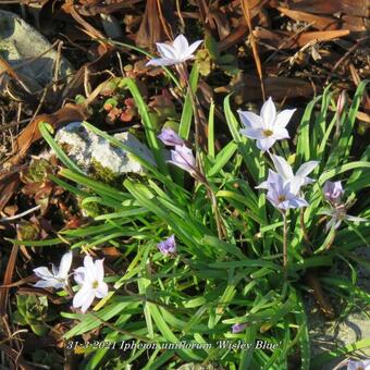 Ipheion uniflorum 'Wisley Blue'