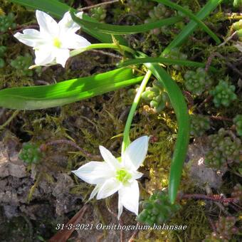 Ornithogalum balansae