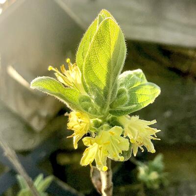 Honingbes - Lonicera caerulea var. kamtschatica