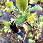 Lonicera caerulea var. kamtschatica - Honingbes