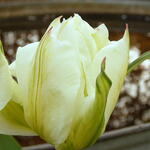 Tulipa 'Exotic Emperor' - Tulp