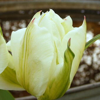 Tulipa 'Exotic Emperor'