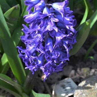 Hyacinthus orientalis 'Royal Navy'