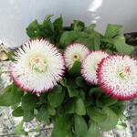 Bellis perennis 'Pomponette' - Madeliefjes, wilde madeliefjes, meizoentjes