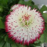 Bellis perennis 'Pomponette' - Madeliefjes, wilde madeliefjes, meizoentjes