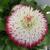 Bellis perennis 'Pomponette'