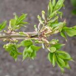 Euonymus alatus 'Nanus' - Kardinaalsmuts, kardinaalshoed