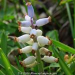 Muscari muscarimi - Blauwe druifjes