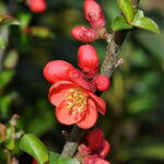 Chaenomeles speciosa 'Red Kimono' - Dwergkwee