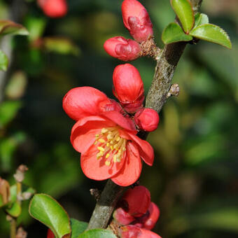 Chaenomeles speciosa 'Red Kimono'