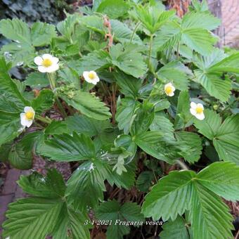 Fragaria vesca