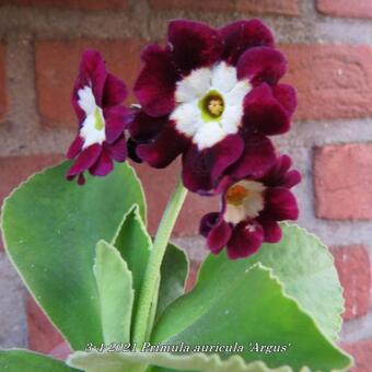 Primula auricula 'Argus'