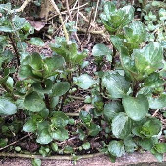 Mentha piperita x var citrata 'Lemon'