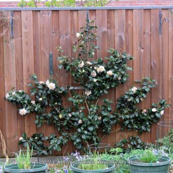 Camellia japonica 'Brushfield's Yellow'