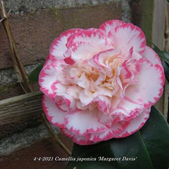 Camellia japonica 'Margaret Davis'