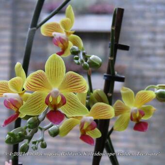 Phalaenopsis Baldan's Kaleidoscope 'Golden Treasure'