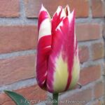 Tulipa 'Grand Perfection' - Tulp