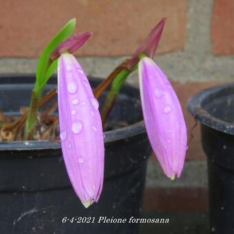 Pleione formosana