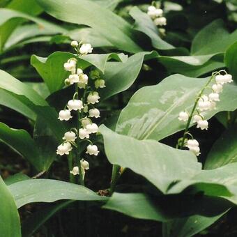 Convallaria majalis