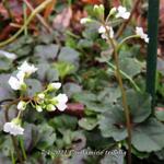 Cardamine trifolia - Veldkers, Driebladige koekoeksbloem