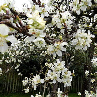 Prunus domestica 'Bleue de Belgique'