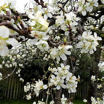 Pruimelaar - Prunus domestica 'Bleue de Belgique'