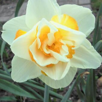 Narcissus 'Replete'