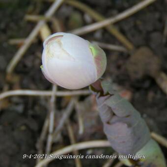 Sanguinaria canadensis 'Multiplex'