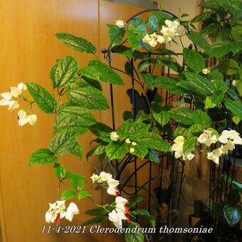 Clerodendrum thomsoniae