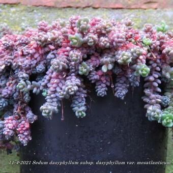 Sedum dasyphyllum subsp. dasyphyllum var. mesatlanticum