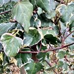 Hedera  algeriensis 'Gloire De Marengo' - Klimop