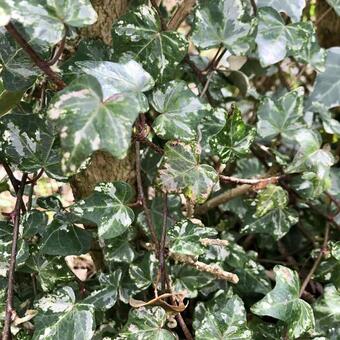 Hedera helix 'Kolibri'