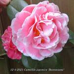 Camellia japonica 'Bonomiana' - Camelia